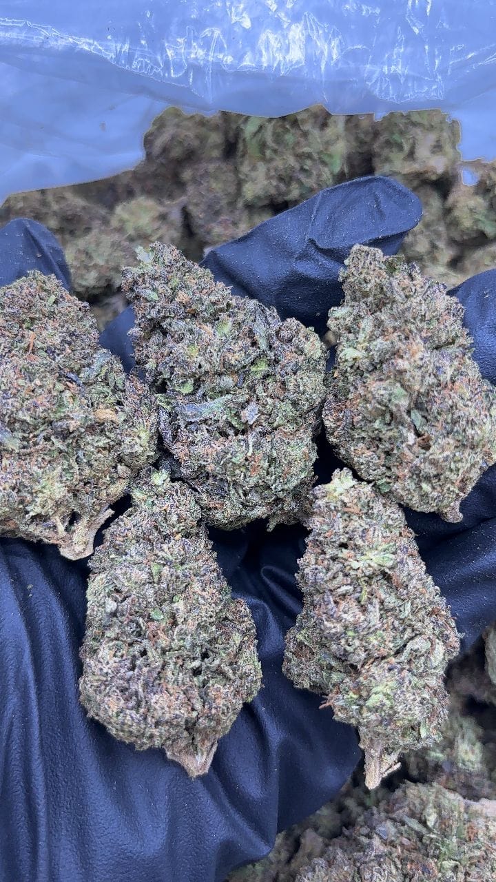 White Zerbert Strain White Zerbert Strain