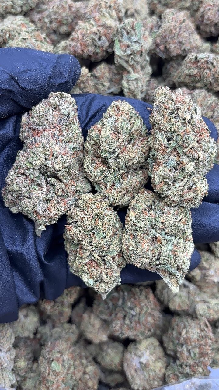 London Lemonnade Strain London Lemonnade Strain