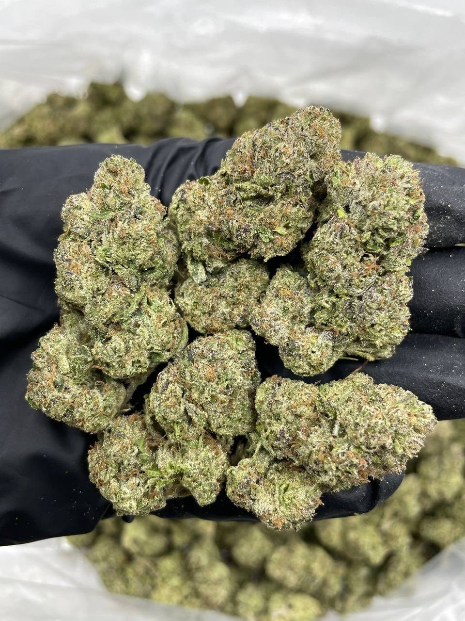 cherry poppers strain cherry poppers strain