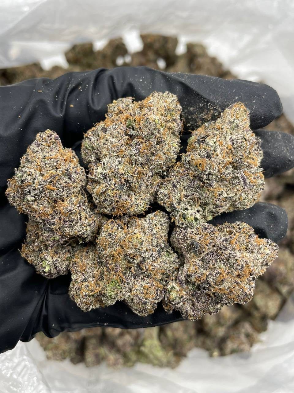 Milk Chocolate Runtz Strain Milk Chocolate Runtz Strain