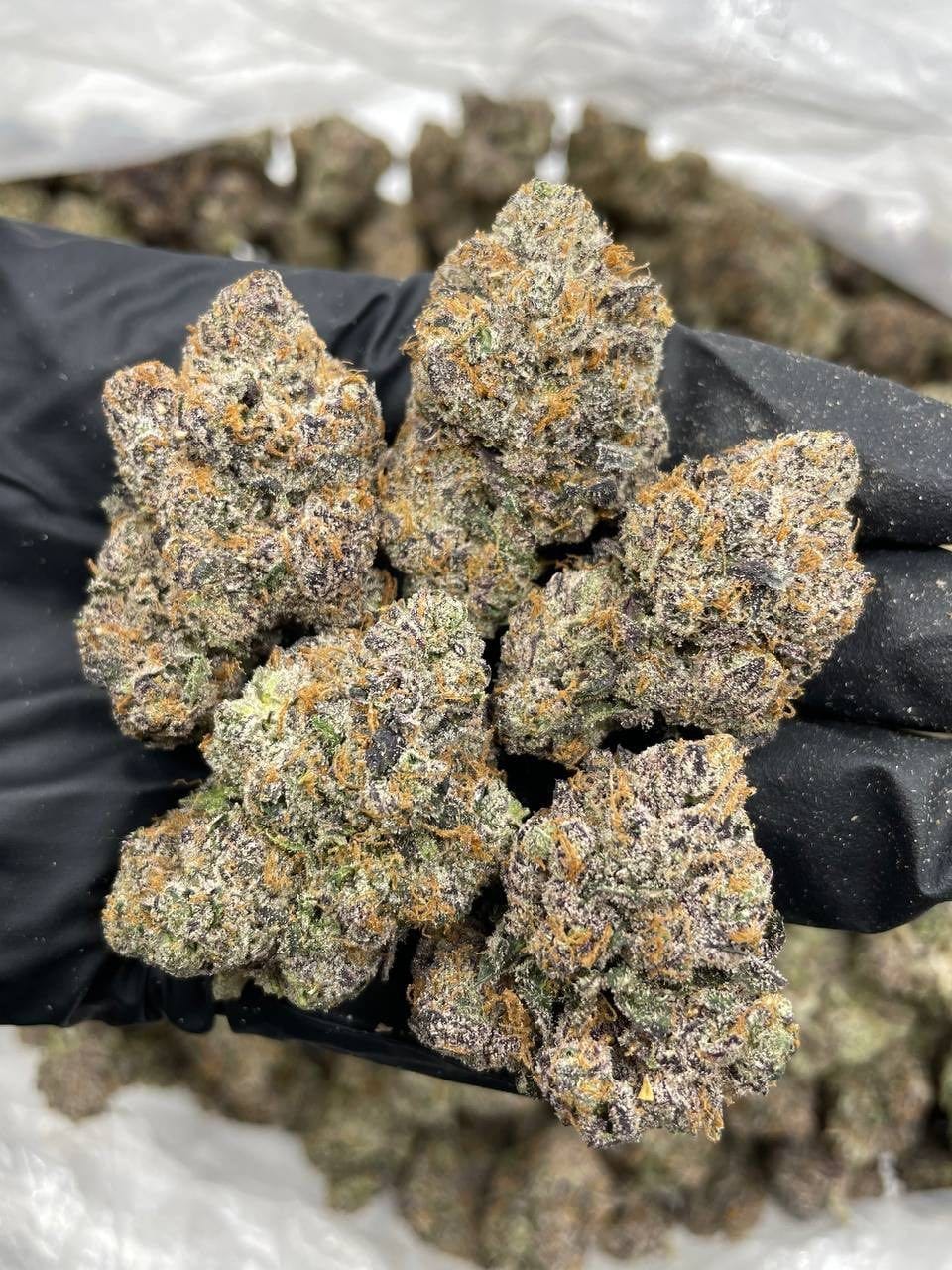 Hurricane Lemon Strain Hurricane Lemon Strain