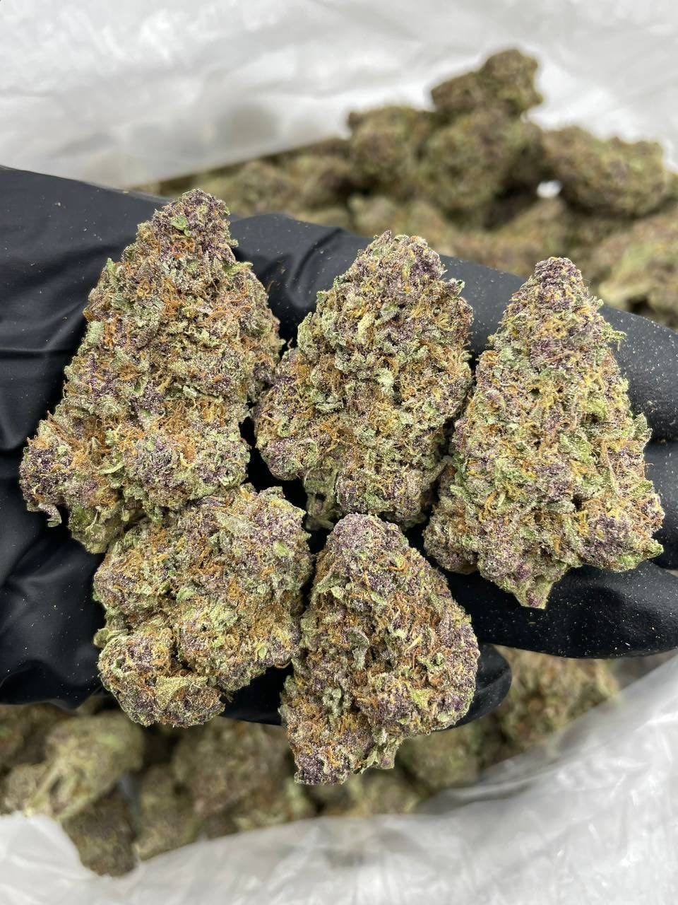 Cherry Sprite Strain Cherry Sprite Strain
